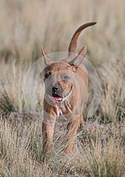 Pink collar Rhodesian ridgeback puppies at the age of 6 week running showing her cute happy face