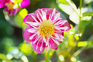 Pink collarette dahlia