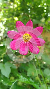 Pink color Barberton daisy flower