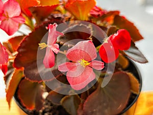 pink color of begonia grandis, the Hardy begonia growth
