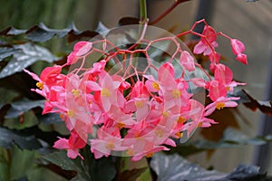 Pink color of Cane-Like Begonia `Lana` flowers photo