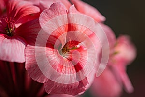 Pink color of flower Pelargonium zonale. Macro view of beautiful petals