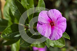 Pink color flower. Scientific name Catharanthus roseus