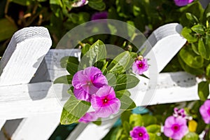 Pink color flower. Scientific name Catharanthus roseus