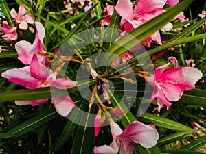 Pink color flowers with leafs photo