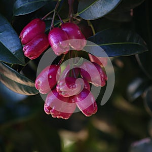 Pink color fruits of Lilly Pilly plant photo