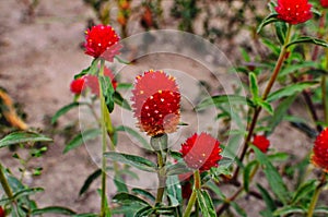 Pink color Gomphrena globosa