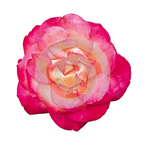 Pink color gradually fade in the middle makes this rose interesting and accentric  simultaneously