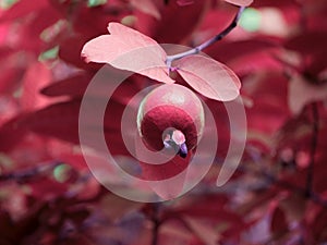 Guava fruit hanging on tree blur leaves background