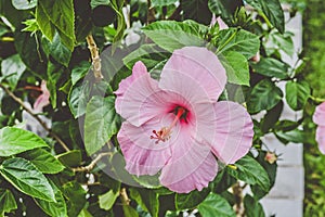 Pink color Hibiscus flower with green leaves background in the garden