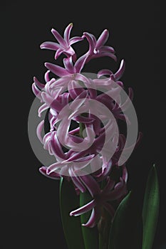 Pink color hyacinth flower isolated on black background.