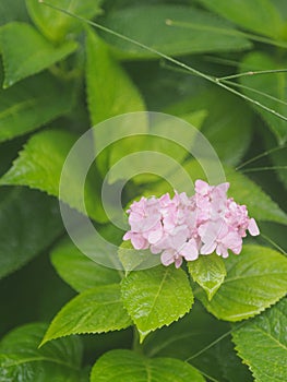 Pink color Hydrangea or Ajisai soft green color flower blooming in garden on blurred of nature background