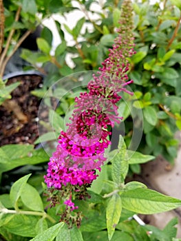 Pink color of `Miss Molly` butterfly bush