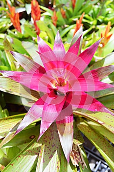 Pink color orchid as colorful pineapple tree is popular in Thailand for home decoration
