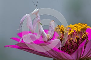 Pink color of orchid mantis in flowers