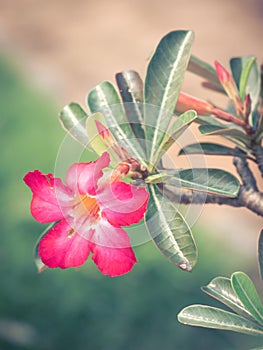 Pink color petal flower with blur background, close-up shot