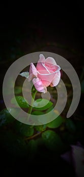 Pink color rose flower images