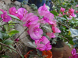 Bougainvillea Or bouganvilla flowers in pink colour photo