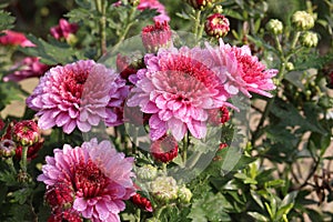 pink colored chrysantheme rot tautropfen flower on farm