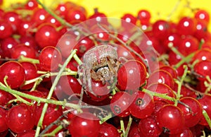 Pink colored Cross Orb Weaver spider