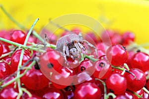 Pink colored Cross Orb Weaver spider