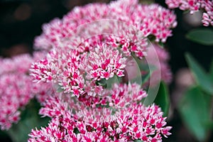 Pink colored flowers ofsedum telephium