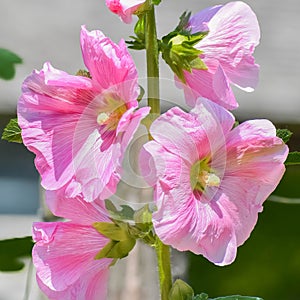 Pink Colored Hollyhocks Blooming in Garden