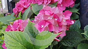 Pink colored hydrangea flower close up