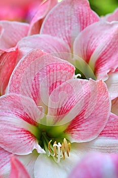 Pink Colored Lillies