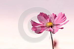 Pink-colored mexican aster