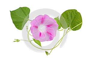 Pink Colored Morning Glory Flowers Isolated on White Background