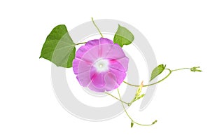 Pink Colored Morning Glory Flowers Isolated on White Background