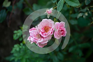 Pink colored Rambler roses in full bloom in spring