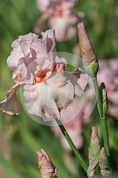 Pink colored Tall Bearded Iris Vanity