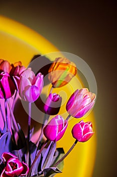 Pink colored tulip flower in neon light on yellow and violet gradient background in the night light. Creative dark