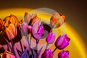 Pink colored tulip flower in neon light on yellow and violet gradient background in the night light. Creative dark
