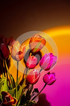 Pink colored tulip flower in neon light on yellow and violet gradient background in the night light. Creative dark