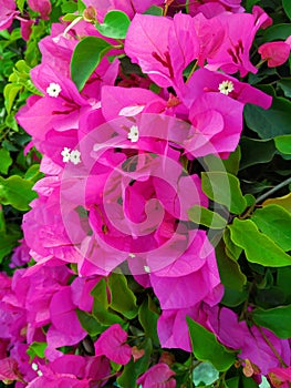 Pink Colorful Bougainvillea Flowers Close-Up Full Frame