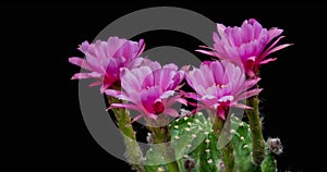 Pink Colorful Flower Timelapse of Blooming Cactus Opening