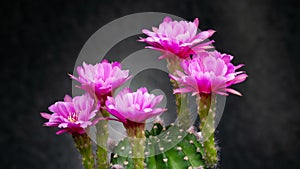 Pink Colorful Flower Timelapse of Blooming Cactus Opening