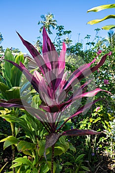 Pink colorful foliage of cordyline plant on Upolu Island, Samoa, South Pacific