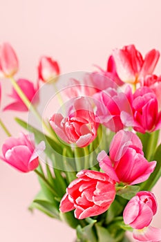 Pink colorful Holiday banner. Bouquet of pink tulips on pastel background. Mother`s day, Valentines Day, Birthday, Wedding