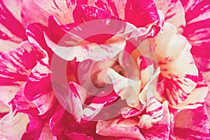 Pink colorful rose flower background. Flowers in bloom. Closeup beautiful details of rose. Spring concept. Floral greeting card.