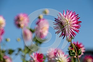 Pink colour Dahlia flowers, photographed against a clear blue sky in late summer at RHS Wisley garden, Surrey UK