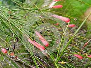 Pink colour flower beautiful view in rainy season with water drops closeup photo