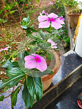 Pink colour flower  in  indian