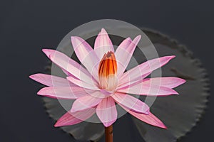 Pink colour lotus flower