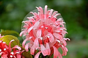 The pink colour perenial flower  in outdor