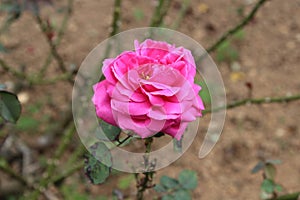Pink colour rose plant