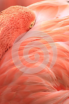 Pink coloured cuban flamingo close-up